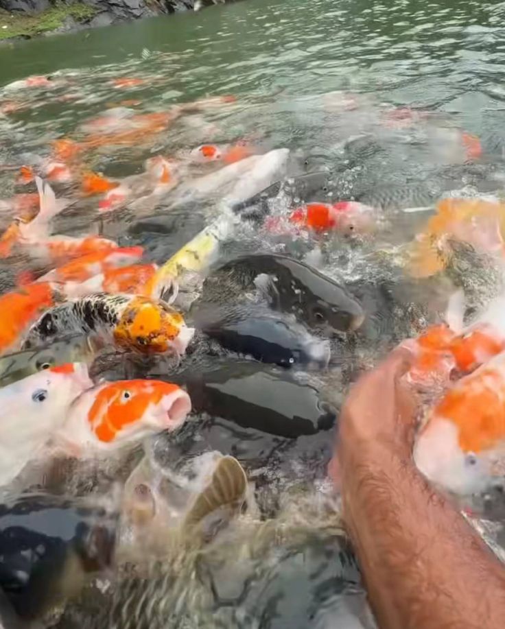 KPM Fish farm Vagamon