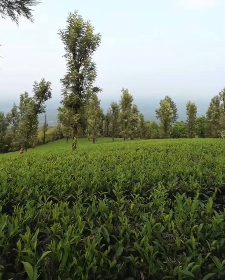 Vythiri tea estate Wayanad