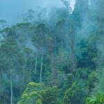 Puliyur Kombai Kodaikanal