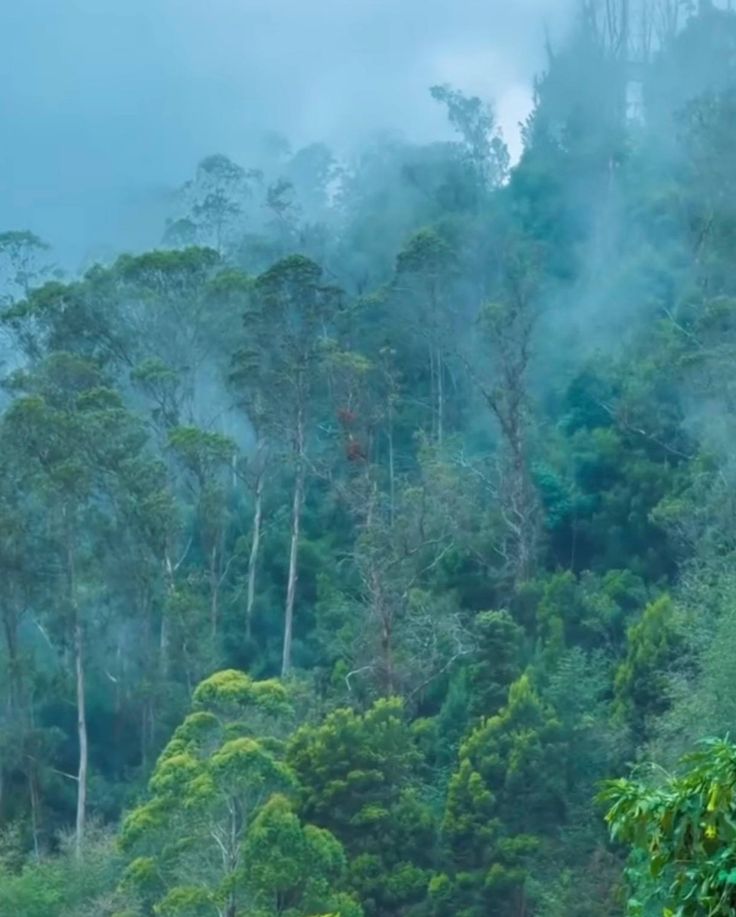 Puliyur Kombai Kodaikanal