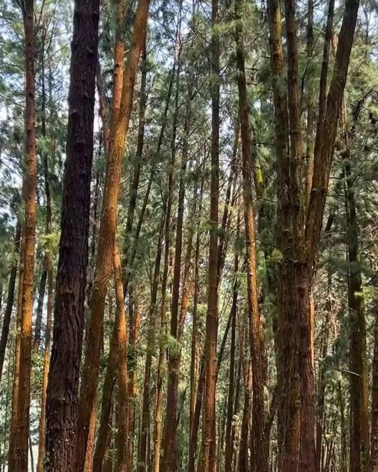 Pine Forest Vagamon