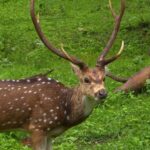 Wildlfe Sanctuary Wayanad