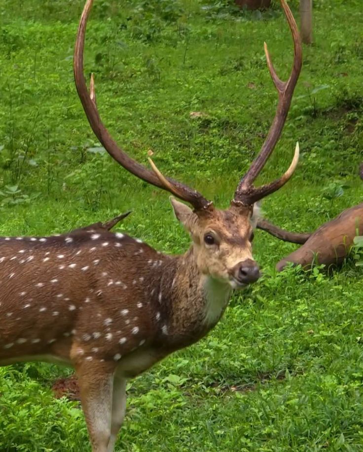 Wildlfe Sanctuary Wayanad